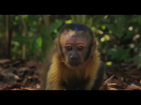 Amazonia